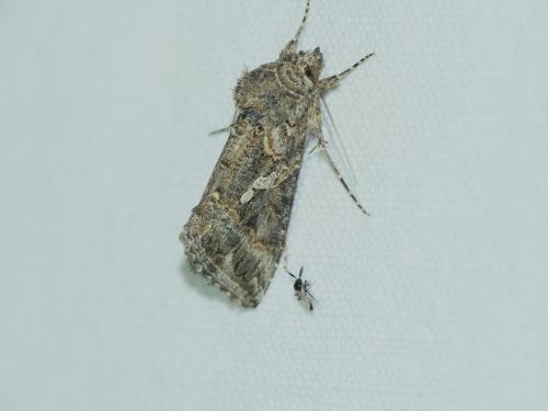 Trichoplusia ni